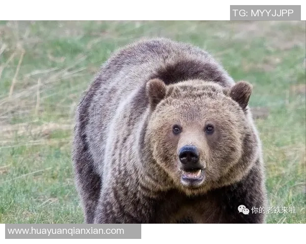 灰熊栖息地与行为习性探索：了解这位北美森林中的强大掠食者